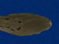 臭青公藏品圖，第8張